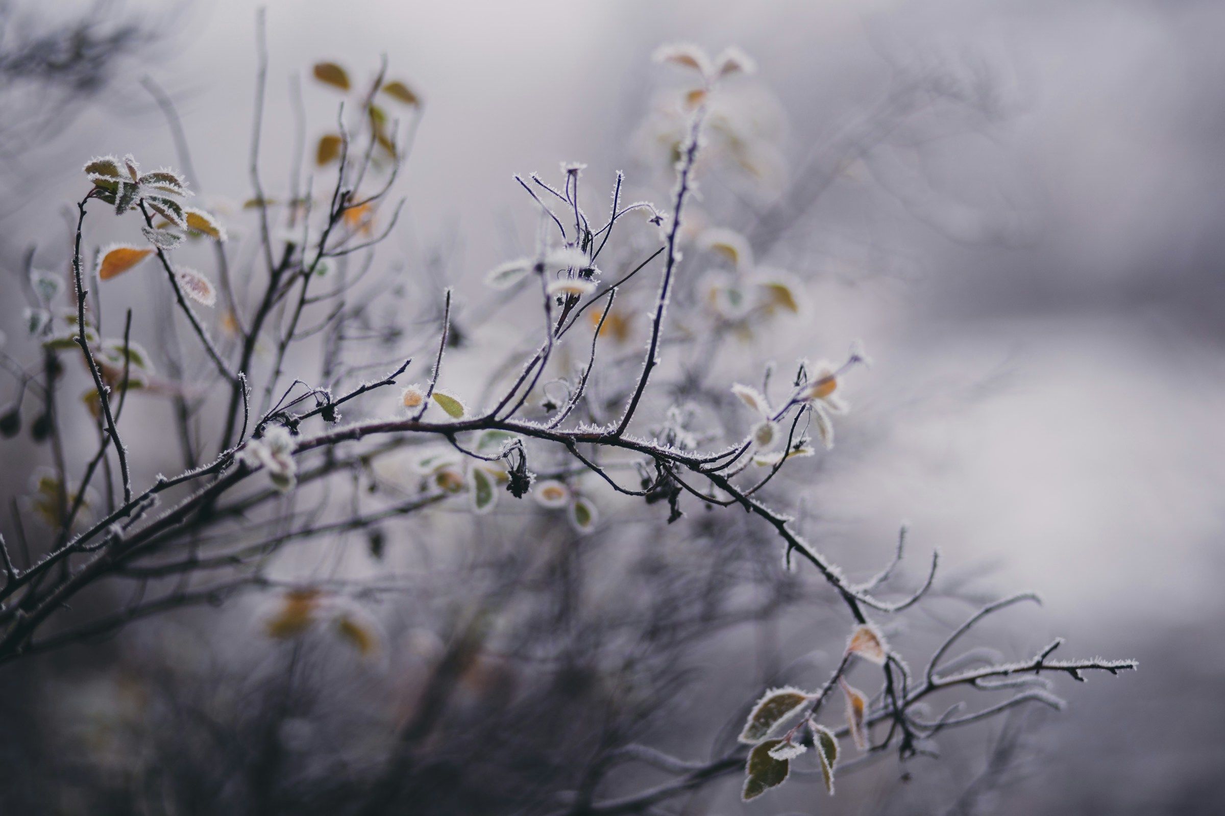 Mráz 1. února - jaro bude pozdní a studené / © Unsplash