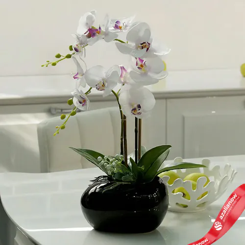 orchideje