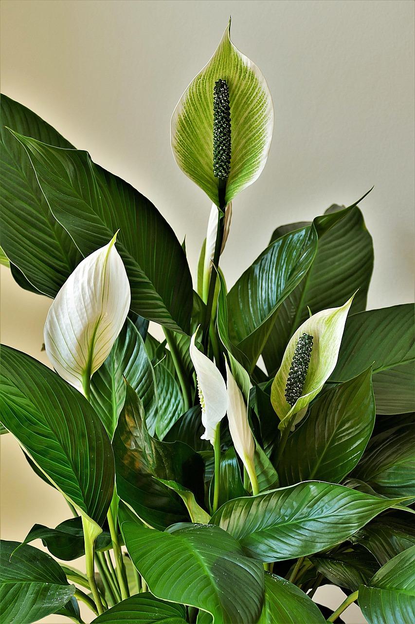 Spathiphyllum / foto pixabay