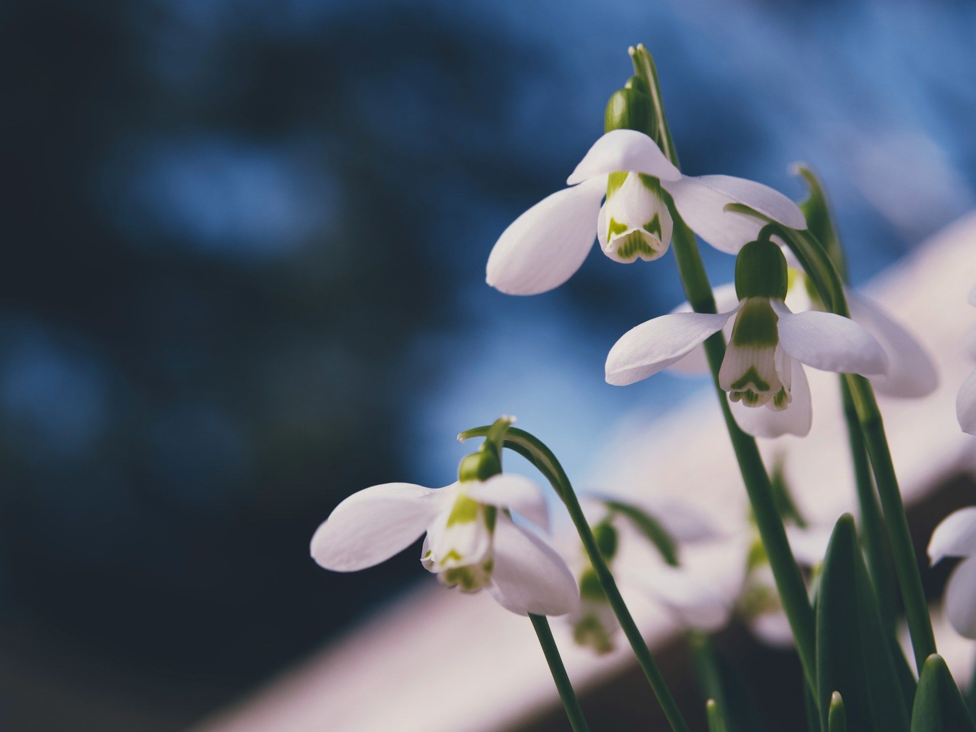 Lidové věštby na 18. března / © Unsplash